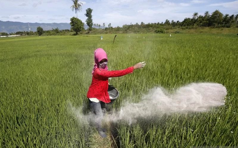 Pemerintah Berikan Subsidi Pupuk, Petani Rohil Siap Menyambut Musim Tanam